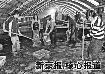 多宝鱼事件凸显水产养殖瓶颈：种质缺陷防治滞后