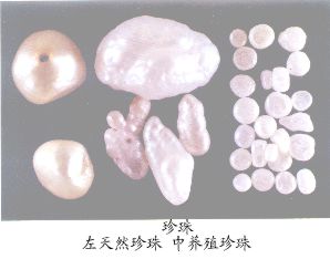 珍珠（Zhenzhu）Margarita