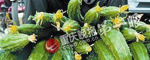 记者揭秘顶花黄瓜种植：生长剂含避孕药