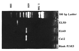 从人源单链抗体库中筛出具有抗原结合活性的重链可变区和更小抗体片段