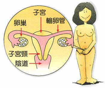 女性生殖系统解剖