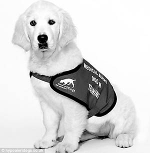 低血糖通报犬守护糖尿病女孩 能叼来血糖仪