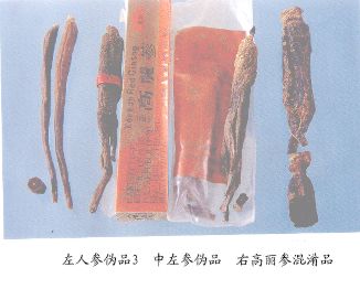 高丽参混淆品--人参（Renshen）