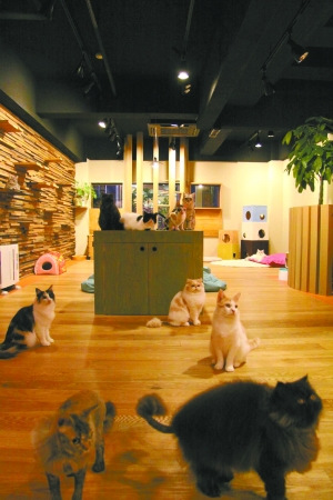 日本猫咪咖啡馆助人解抑郁