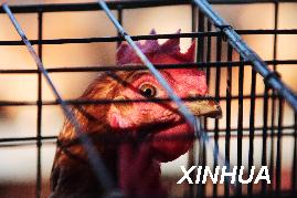 保家禽的禽流感疫情可能并非由高致病性病毒所致