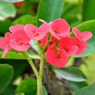 这几种植物易让你得癌