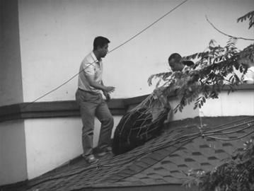 30名特警出动抓回逃跑黑猩猩