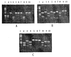 青海省1999年脊髓灰质炎Ⅰ型野毒株的分子病毒学分析