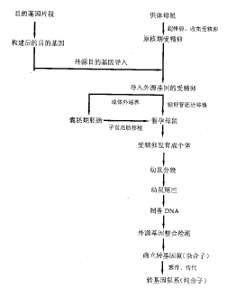 转基因小鼠研究进展