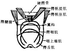 腭裂修复术