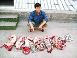 被狗“吃”掉了良心 盗挖“狗墓”偷窃染病死狗