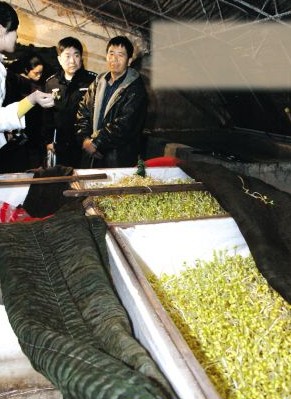 尿素兽药催出“毒豆芽” 沈阳查获“问题豆芽”25吨