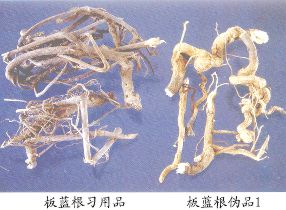 板蓝根伪品（1）--大青（Daqing）