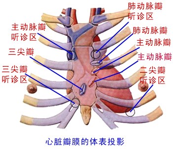 心脏瓣膜的体表投影