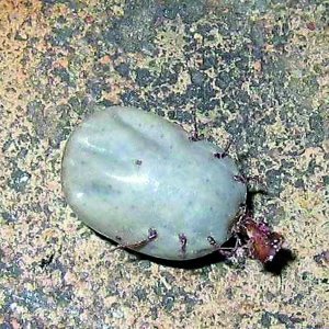 河南商城多位被蜱虫咬伤者曾被误诊为精神病