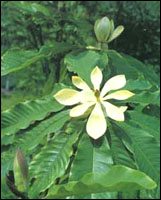 厚朴（Houpo）Cortex Magnoliae Officinalis seu ssp. Bilobae