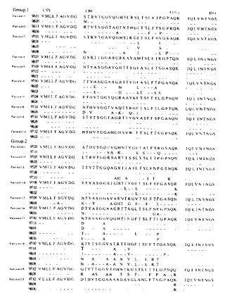20例中国人HCVⅡ/1b型高变区1序列变异的动态观察