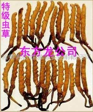 冬虫夏草的真伪及质量鉴别方法