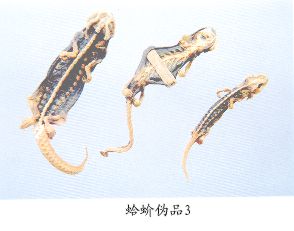 蛤蚧伪品（3）--红瘰疣螈（Hongluoyouyuan）