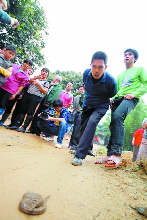 村庄涌出数百毒蛇 专家估计为聚居交配