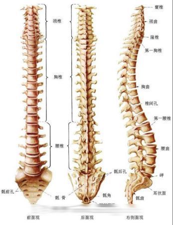 人体的12个“缺陷” 你发现了吗