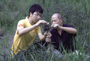 “三下乡”助农种植中药材