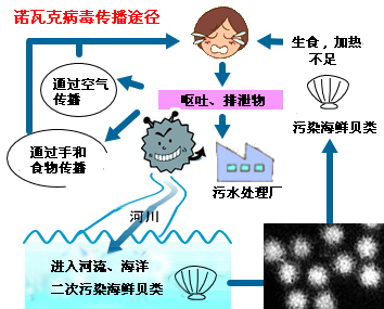 诺瓦克病毒卷土重来