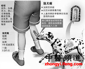 老汉被狗咬伤 狂犬病发作药未用完就死了