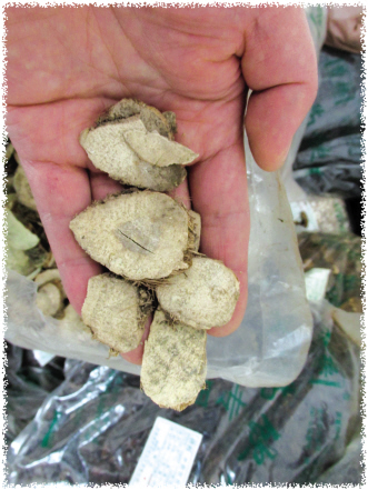 中药饮片效期管理摸石头过河