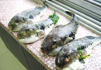 5、河豚毒素（摄入）