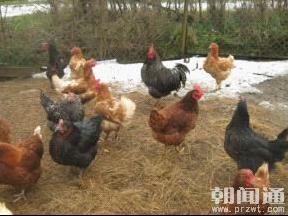H7N9禽流感肆虐的背后 五色灵芝PK板蓝根
