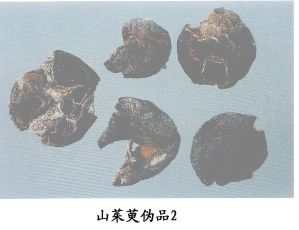 山茱萸伪品（2--山荆子（Shanjingzi）