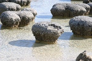 科学家发现距今大约34.9亿年的微生物遗迹