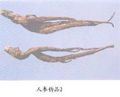 人参伪品（2）--假人参（Jiarenshen）