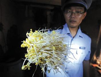 上海取缔非法豆芽加工厂 鲜亮豆芽兽药催长