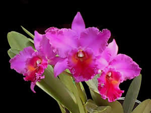 11种鲜花不宜入室