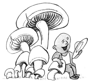 香菇理气益胃肠
