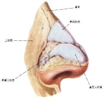 人体的12个“缺陷” 你发现了吗