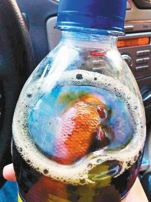 百事可乐里喝出死金鱼 公司赔偿两箱可乐