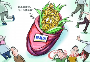 转基因水稻推广再起波澜 是否比非转基因水稻更安全
