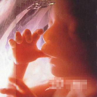 精子和卵子结合生成胎儿全过程