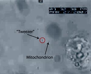 单一细胞中线粒体提取获得成功
