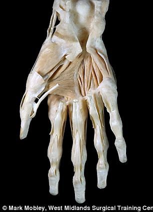 英拟展出达芬奇人体解剖素描：展现丰富细节