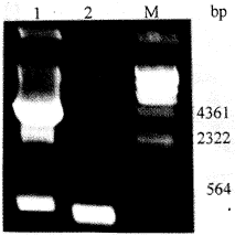 hIL-16cDNA的克隆、测序及在E.coli中的表达与纯化研究