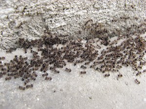 蚂蚁搬家连续两天两夜绵延60多米