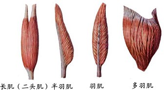 长肌、羽肌