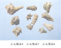 三七伪品（6）--假三七（Jiasanqi）