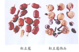 红豆蔻（Honsdoukou）Fructus Alpiniae Galangae