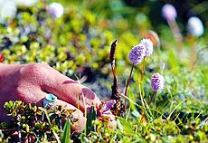 喜马拉雅虫草生意日渐兴隆 生态危机令人担忧