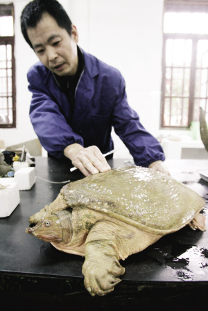中华鳖重15斤大如脸盆 将打破吉尼斯记录